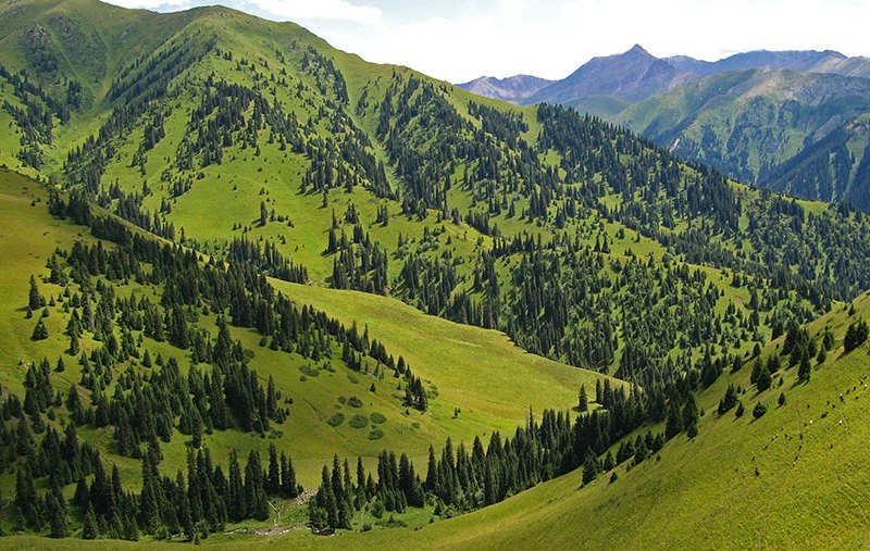 Тянь-шанские ели. Фото Сергея Ляховца